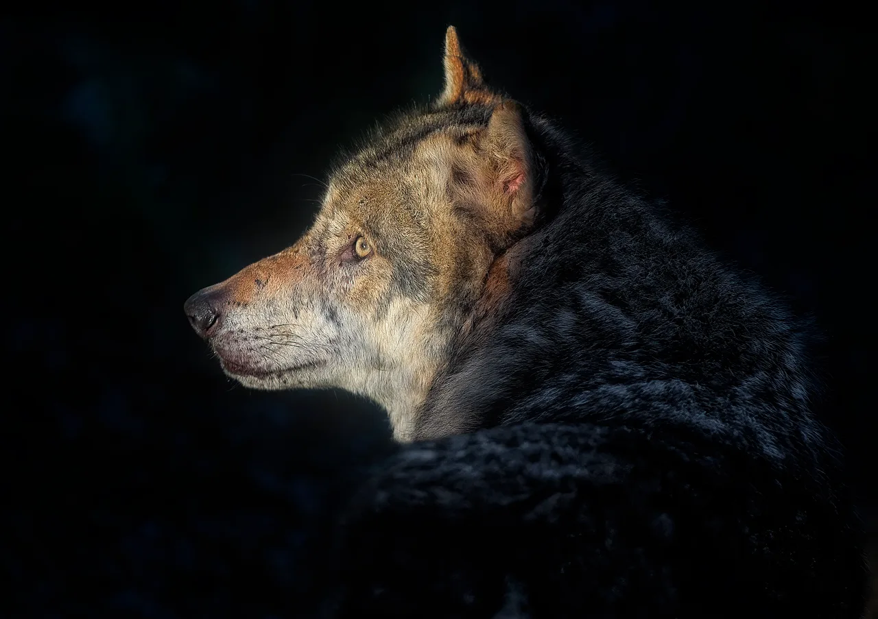 LEGO’s Creator 3‑in‑1 Gray Wolf Set Delivers Three Animals and a Clever New Eye Print